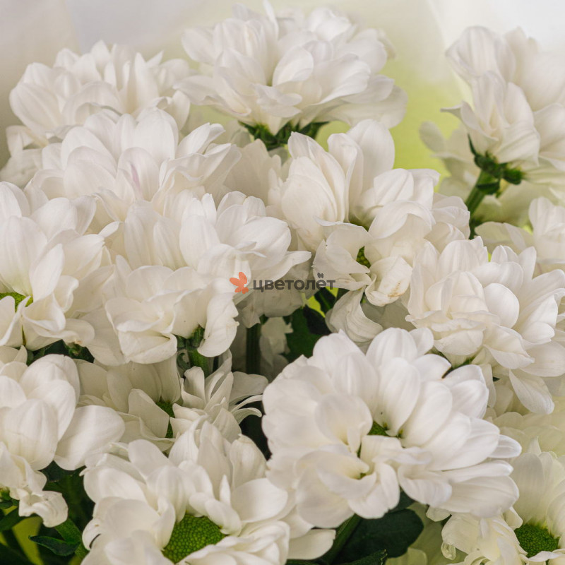 Букет из 3 белых кустовых хризантем