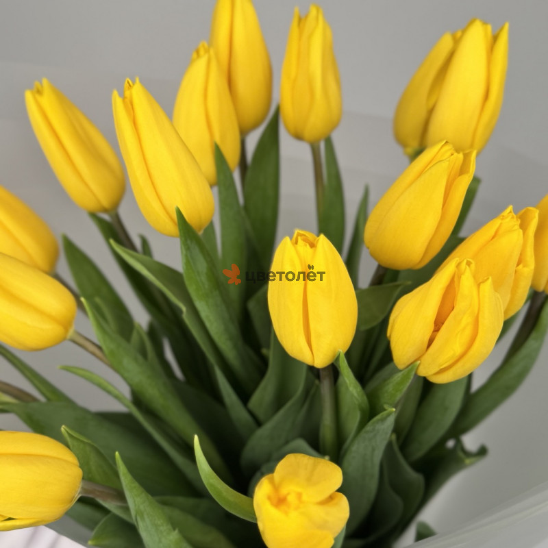 Голландский роман