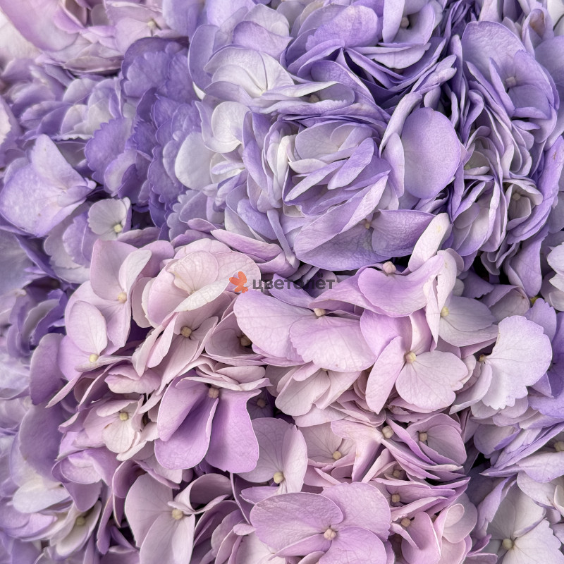 Букет из 15 гортензий